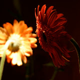 IMG_4179_edited-1.jpg