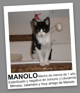 Manolo 1