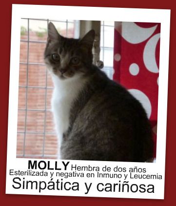 Moli 2
