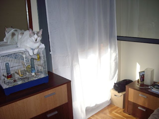 Buki adoptado
