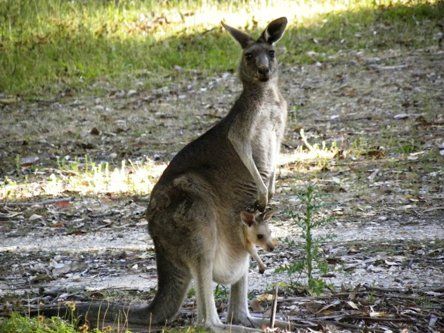 Kangaroo