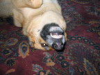 Lola (age 7)