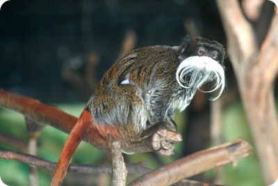 Macaco-narigudo - Desciclopédia