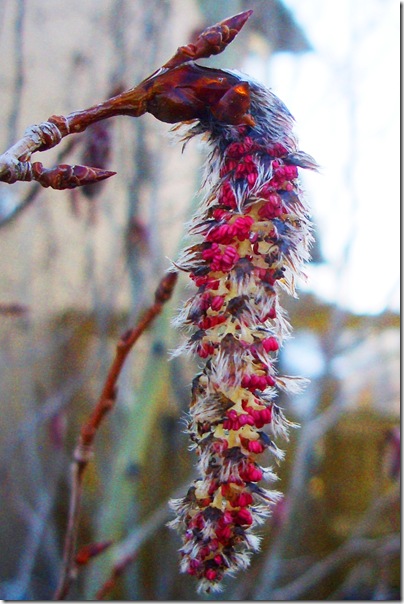 Swedish aspen flower