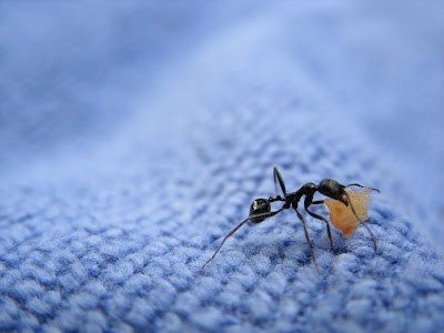 Ant Work - 365 photo paths