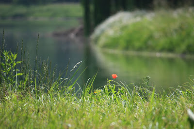 Poppy Flower - 365 photo paths