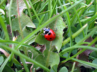 Lady Bug - 365 photo paths