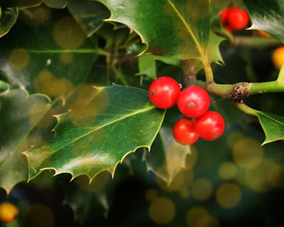 Holly Decorations - 365 photo paths