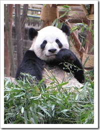 2079 China - Chengdu - Panda Breeding Center