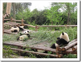 1936 China - Chengdu - Panda Breeding Center