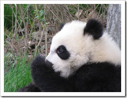 2055 China - Chengdu - Panda Breeding Center