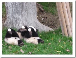 2047 China - Chengdu - Panda Breeding Center