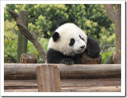 2000 China - Chengdu - Panda Breeding Center
