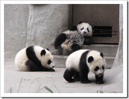 2064 China - Chengdu - Panda Breeding Center