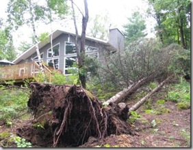Trees uprooted