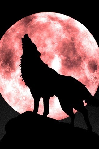 [Howling_Wolf[3].jpg]