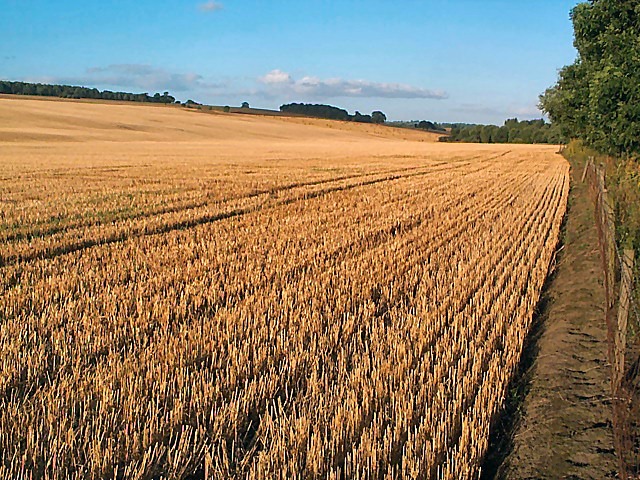 [corn stubble 2[4].jpg]