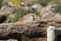 DSC01066.JPG (Desert Sands Mobile Home Park, California, United States) Photo