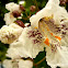 catalpa