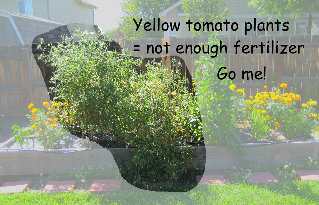 [Yellow-tomatoes4.png]