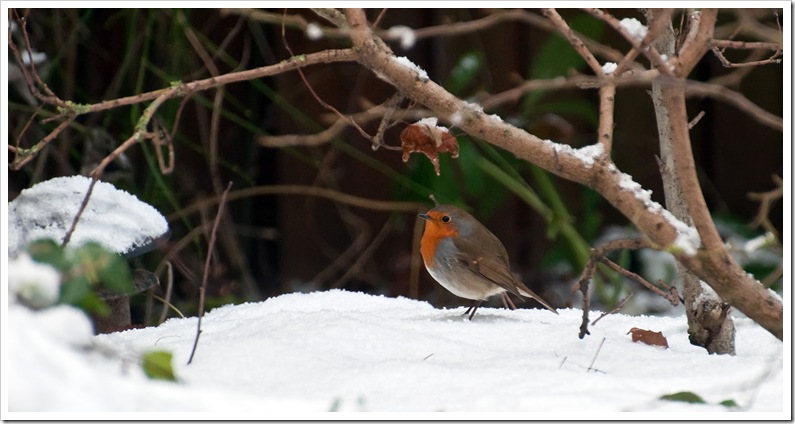 robin in winter garden with snow