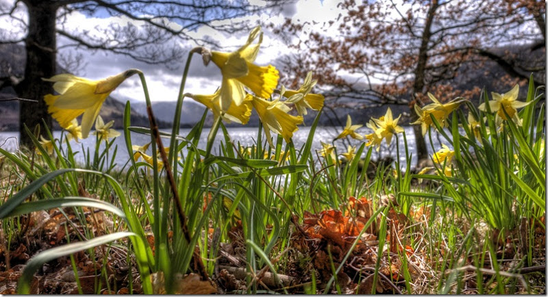wordsworths daffodils in close-up at ullswater