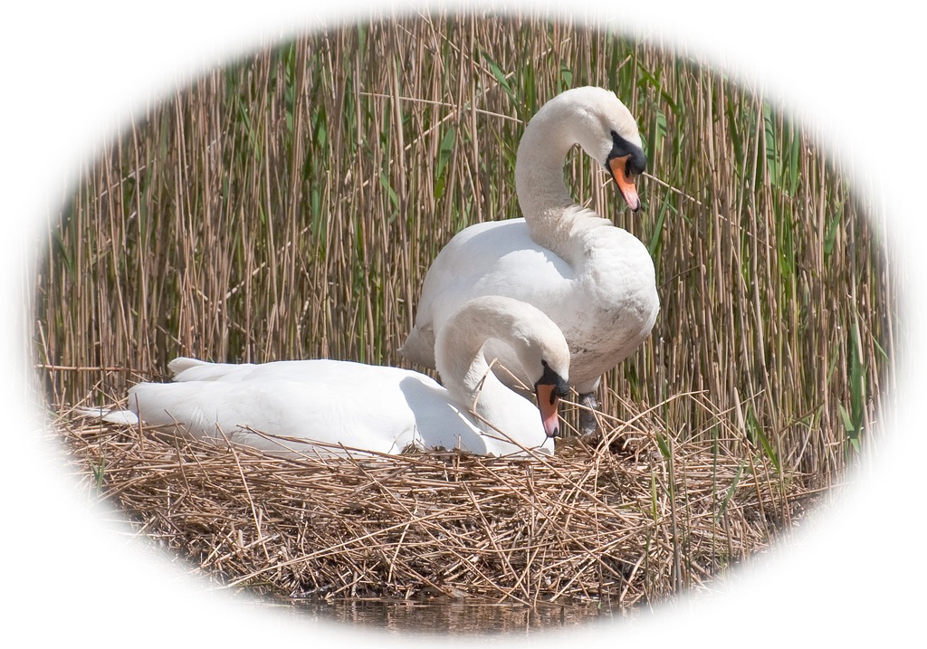 [nesting swans[8].jpg]
