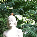 American robin