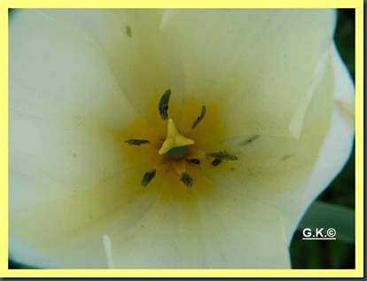 x Tulpe. weiß x Tulpe. weiß