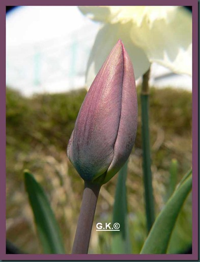 Tulpe lila