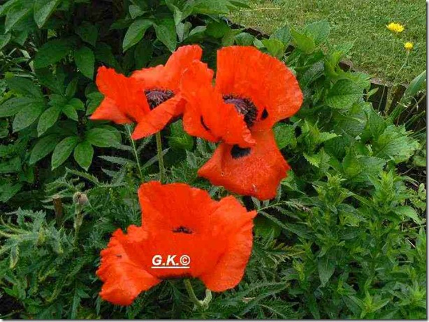 Mohn f