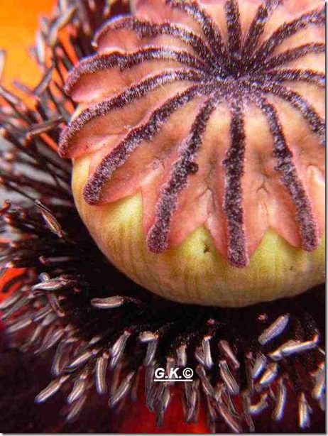 Mohn d Mohn d