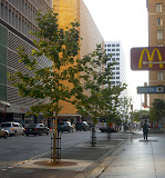Trees added in parking lane on Dallas St. in downtown Houston TX.