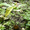 198 - Ceibal - Planta creciendo de una semilla.JPG
