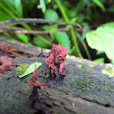 Chocolate tube slime mold