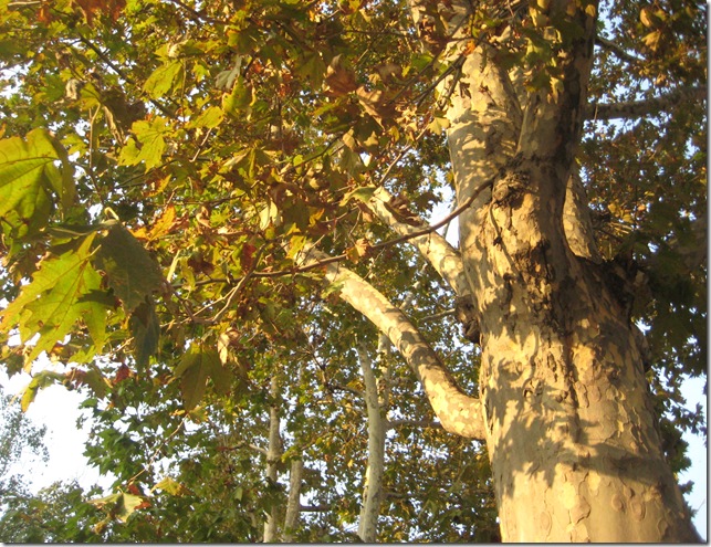 14 ottobre 2010 (3)