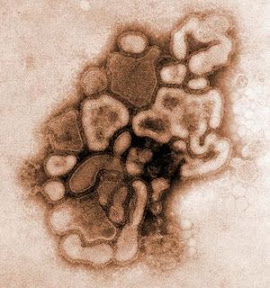 virus image