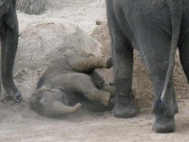 [melbournezoooct20101552.jpg]