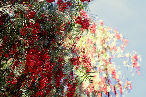 عکس زیباترین دختردنیا,عکس زن زیبا,عکسهای زیباترین زنان دنیا،عکس زنان زیبا،خواننده ها و هنرپیشه های معروف