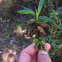 Monkey flower