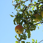 IMG_8629.jpg