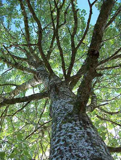 شجرة الحور - ماعز الامارات