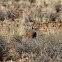 Karoo Korhaan