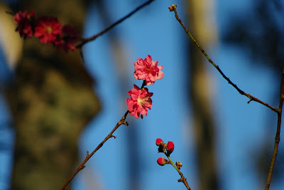 native peach