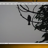birdtutorial1.jpg