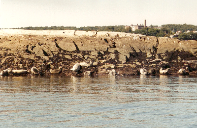 [gorges seals 2[5].png]