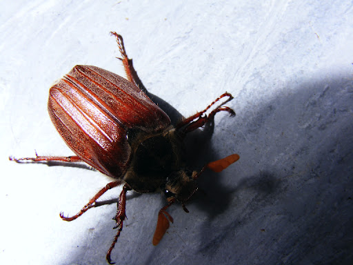 DSCF1006.kacB3DGJHe2S.jpg