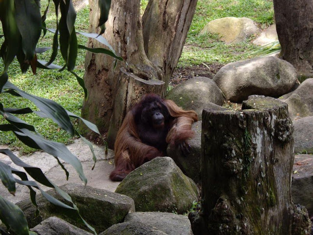 Фотоотчет из Сингапурского зоопарка Траффик!