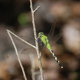 Dragonfly posing for the camera