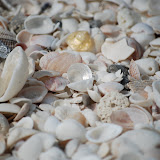 Shell Beach